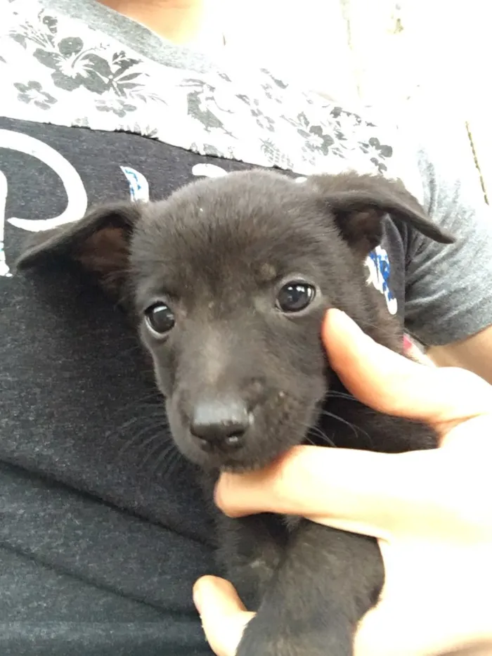 Cachorro ra a SRD idade Abaixo de 2 meses nome Filhotes sem nome 