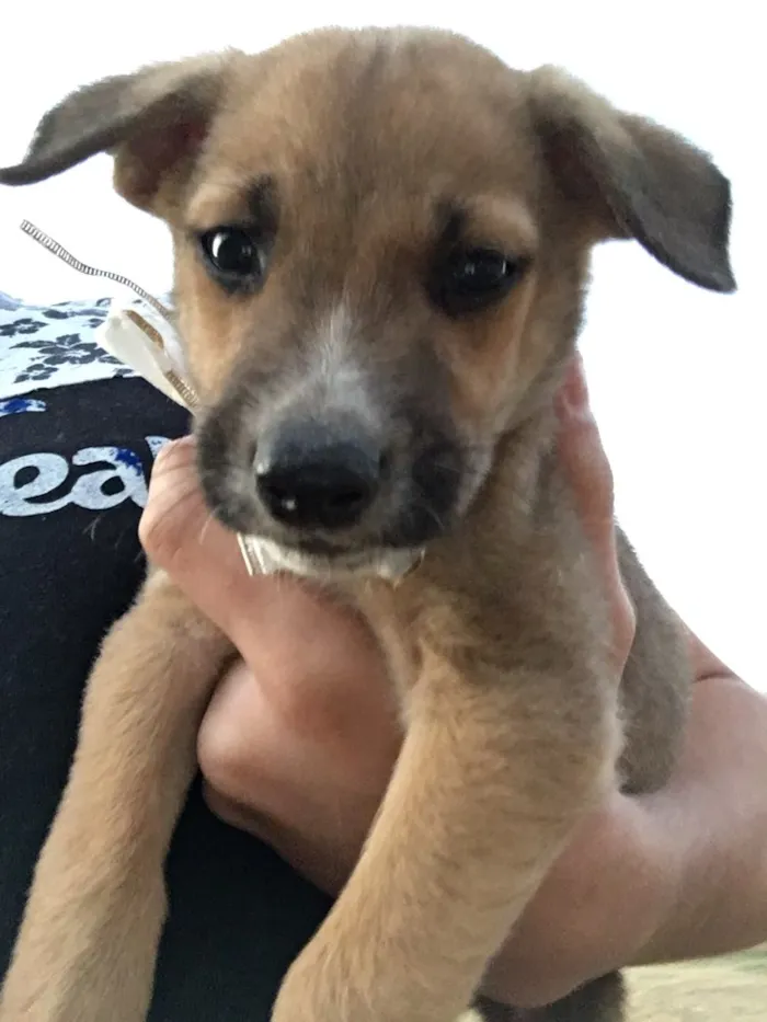 Cachorro ra a SRD idade Abaixo de 2 meses nome Filhotes sem nome 