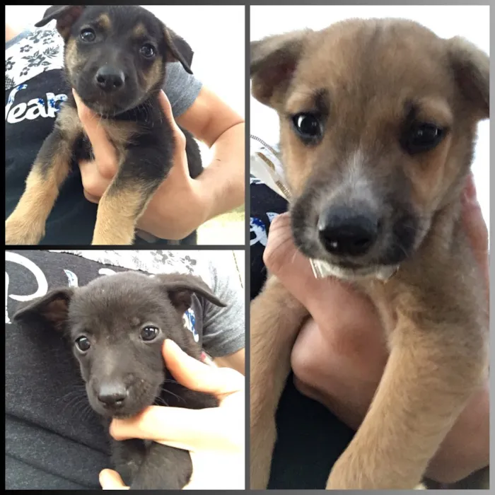Cachorro ra a SRD idade Abaixo de 2 meses nome Filhotes sem nome 