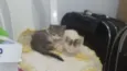 Gugu