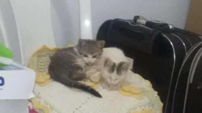 Gato ra a  idade 2 a 6 meses nome Gugu
