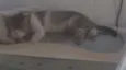 Gugu