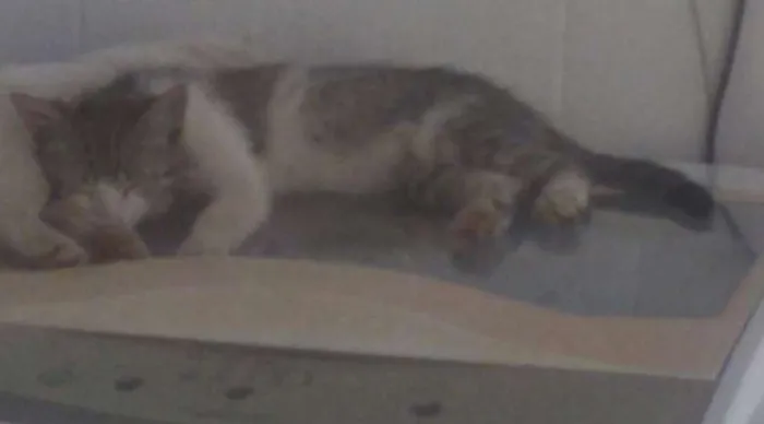 Gato ra a Sem identificação idade 2 a 6 meses nome Gugu