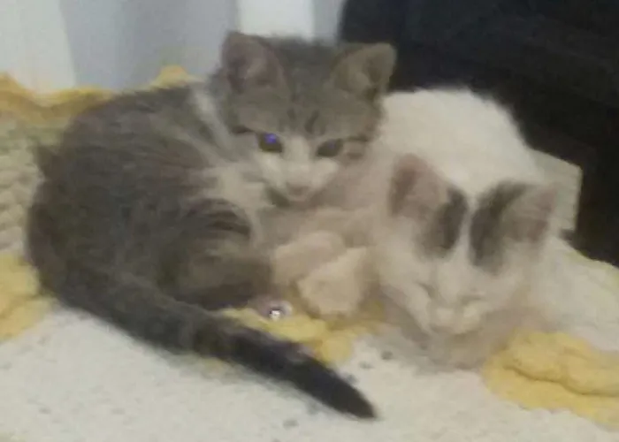 Gato ra a Sem identificação idade 2 a 6 meses nome Gugu