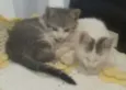 Gugu