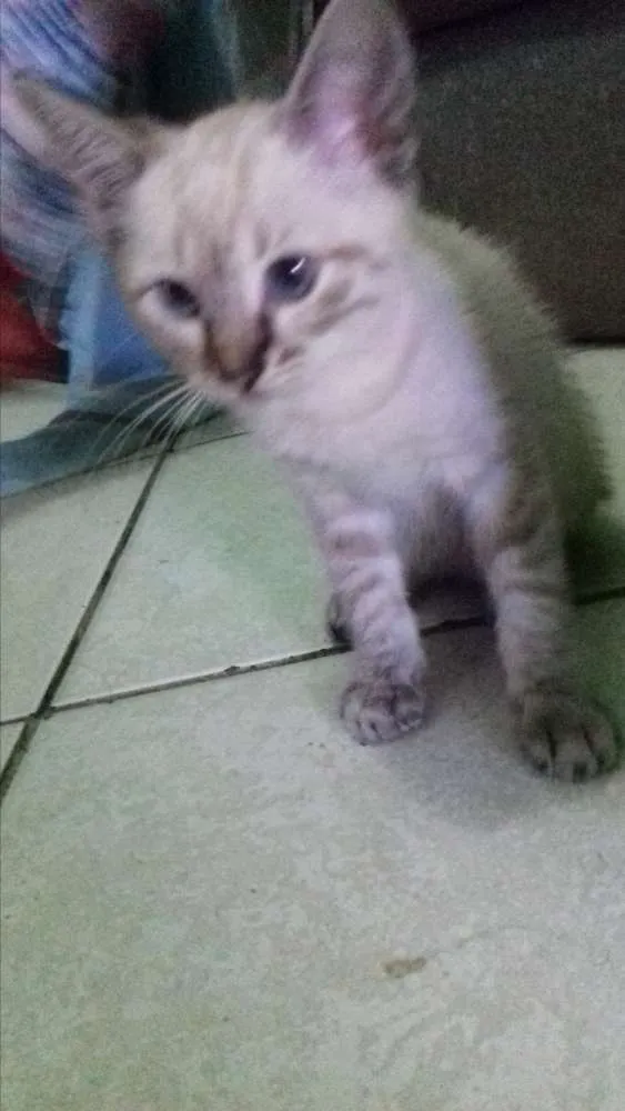 Gato raça  idade 2 a 6 meses nome Dengo