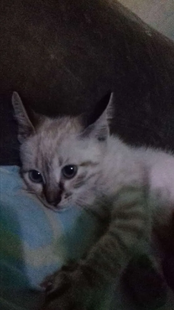 Gato raça  idade 2 a 6 meses nome Dengo