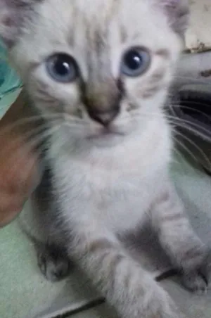 Gato raça  idade 2 a 6 meses nome Dengo