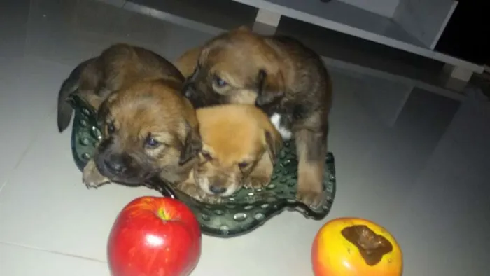 Cachorro raça vira lata idade Abaixo de 2 meses nome nao