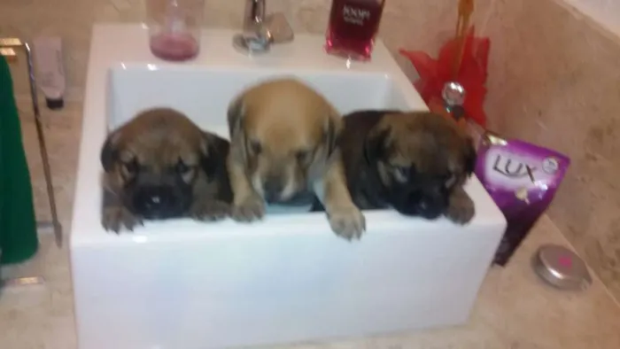Cachorro raça vira lata idade Abaixo de 2 meses nome nao