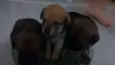 nao