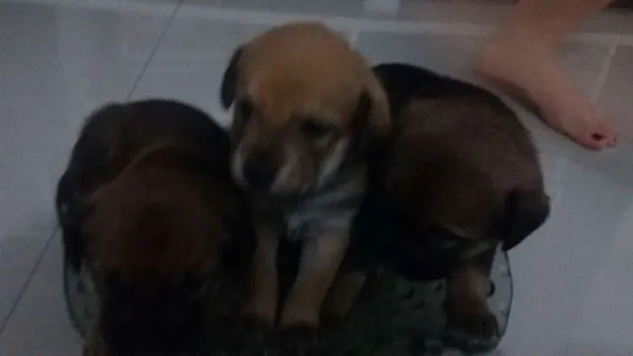Cachorro raça vira lata idade Abaixo de 2 meses nome nao