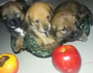 Cachorro raça vira lata idade Abaixo de 2 meses nome nao
