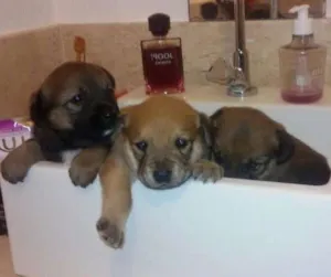 Cachorro raça vira lata idade Abaixo de 2 meses nome nao