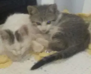Gato raça Sem identificação idade 2 a 6 meses nome Gugu