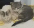 Gugu