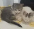 Gugu