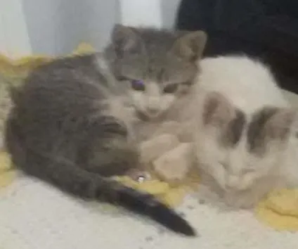 Gato ra a  idade 2 a 6 meses nome Gugu