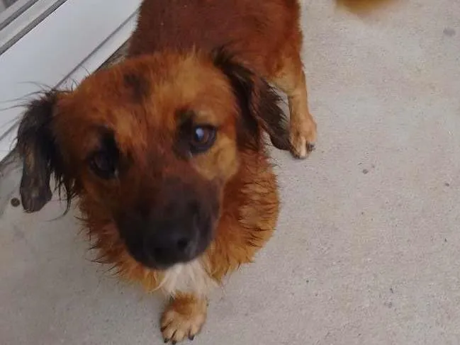 Cachorro ra a Vira lata idade  nome George