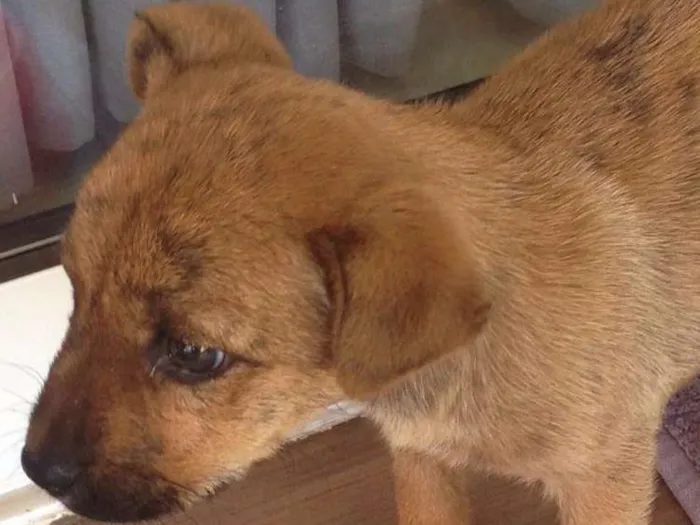 Cachorro ra a Não definida idade Abaixo de 2 meses nome Tigre