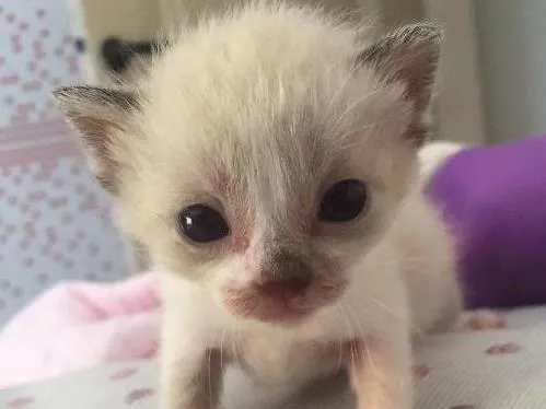 Gato raça Srd idade Abaixo de 2 meses nome Não tem nome 