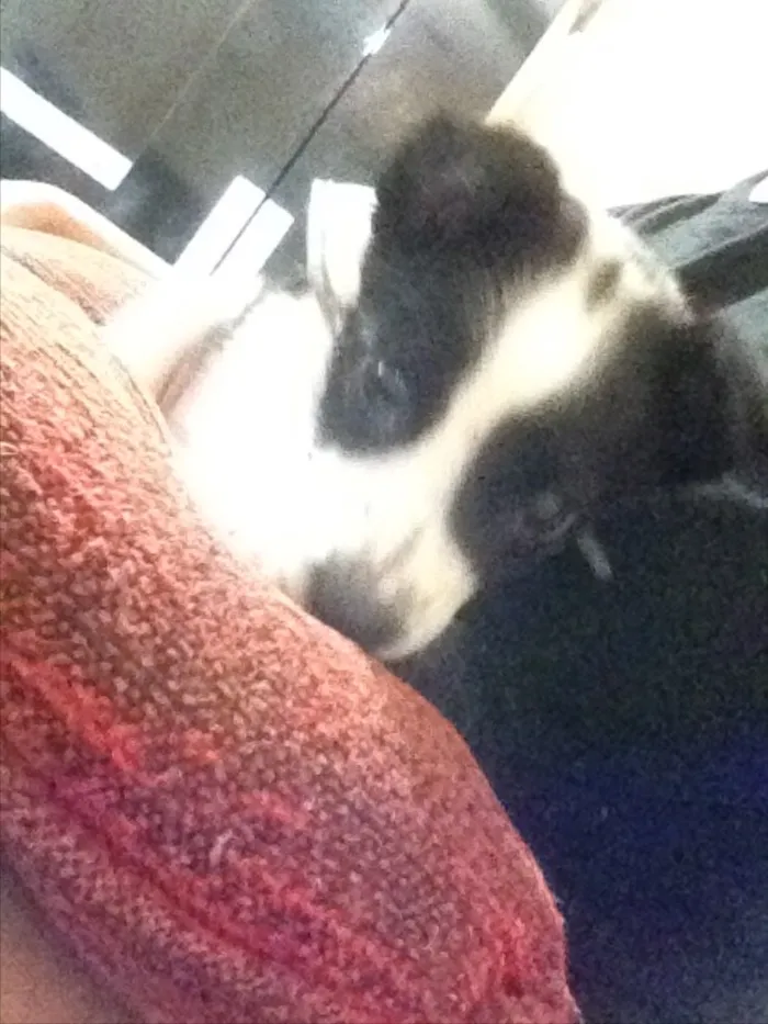Cachorro ra a vira lata idade 2 a 6 meses nome Sem nome 