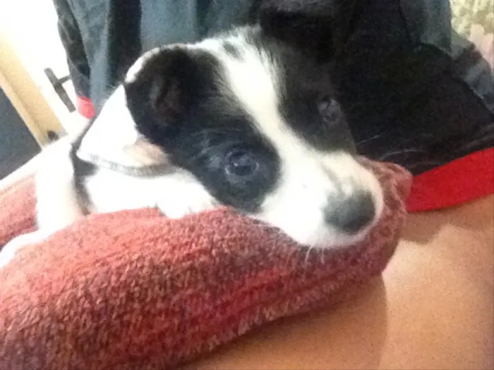 Cachorro ra a vira lata idade 2 a 6 meses nome Sem nome 