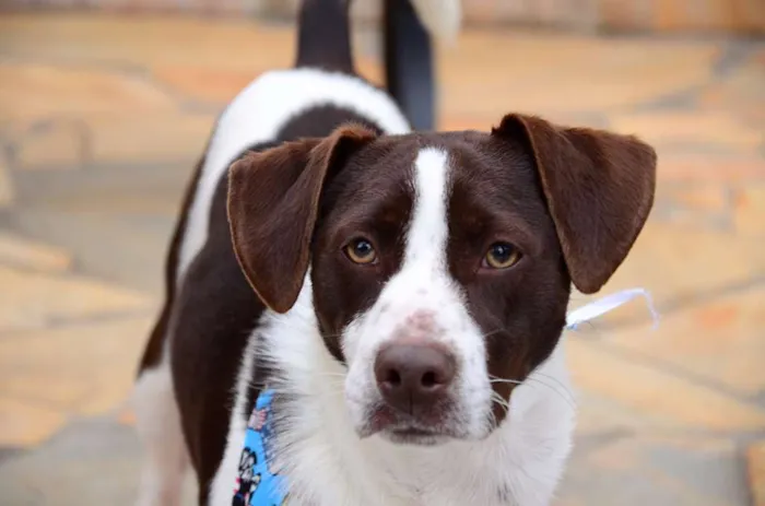 Cachorro ra a SRD idade 7 a 11 meses nome Brownie