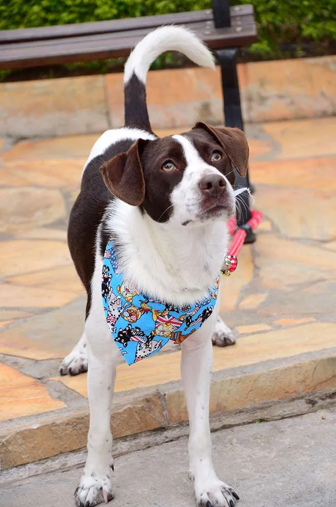 Cachorro ra a SRD idade 7 a 11 meses nome Brownie