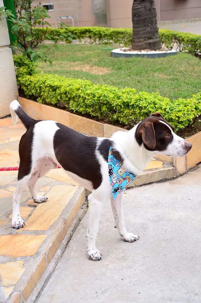 Cachorro ra a SRD idade 7 a 11 meses nome Brownie