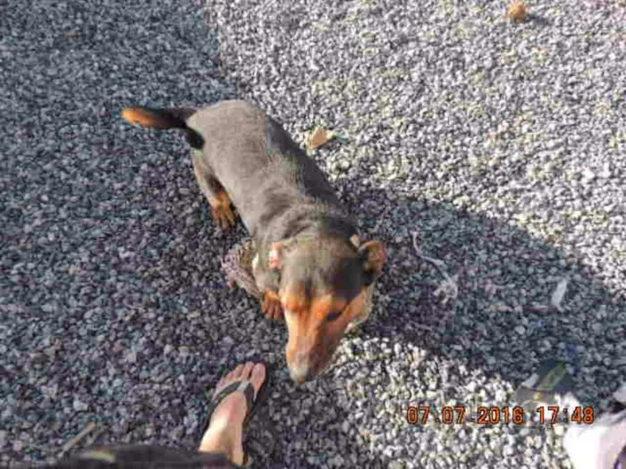 Cachorro ra a Vira Lata idade 2 anos nome Duque