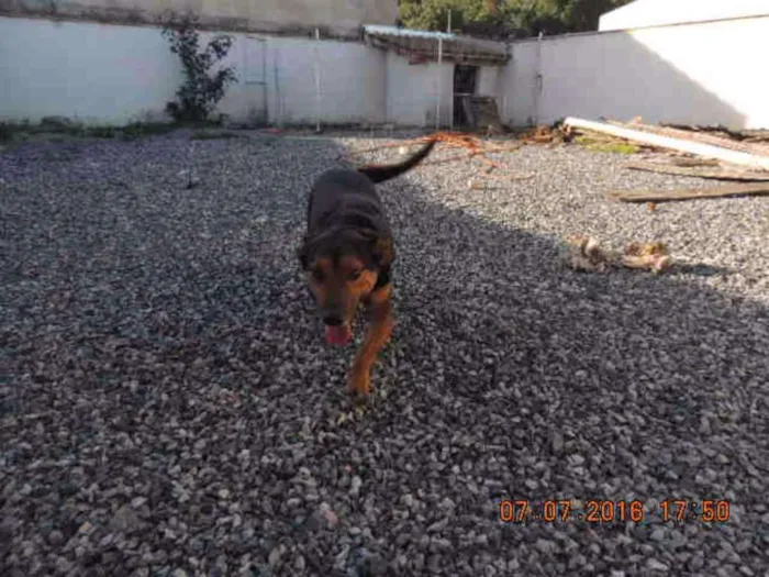 Cachorro ra a Vira Lata idade 2 anos nome Duque