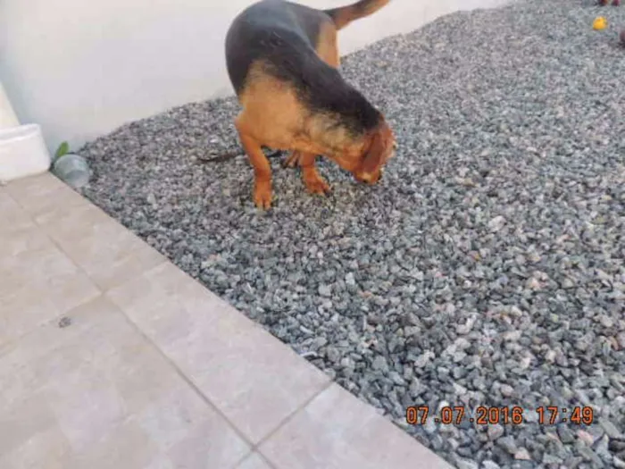 Cachorro ra a Vira-lata idade 2 anos nome Boby