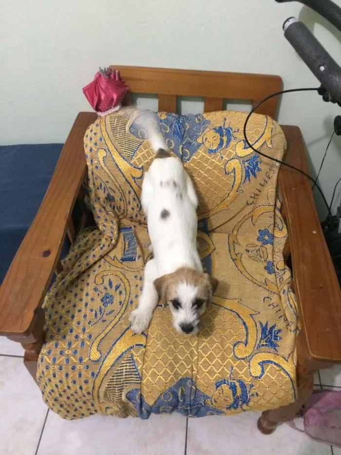 Cachorro ra a Não sei idade 7 a 11 meses nome Não tem