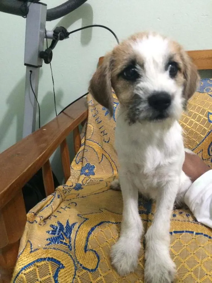 Cachorro ra a Não sei idade 7 a 11 meses nome Não tem