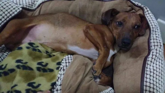 Cachorro ra a Basset  idade 2 anos nome Salsicha