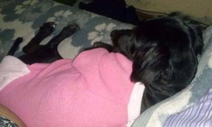 Cachorro ra a SRD idade 5 anos nome DUDA