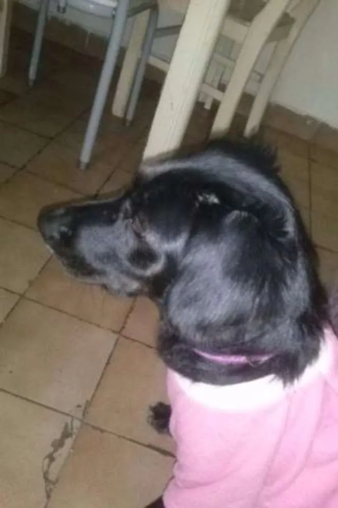 Cachorro ra a SRD idade 5 anos nome DUDA