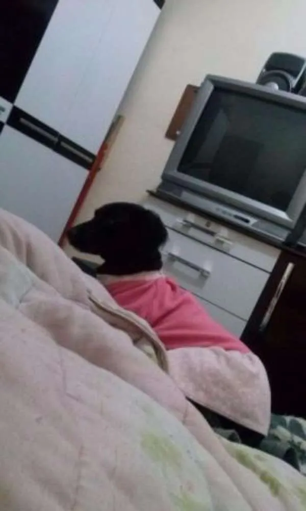 Cachorro ra a SRD idade 5 anos nome DUDA