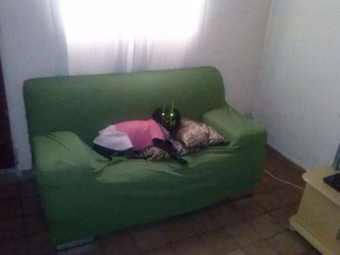 Cachorro ra a SRD idade 5 anos nome DUDA