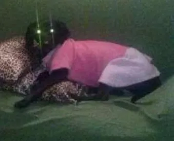 Cachorro ra a SRD idade 5 anos nome DUDA