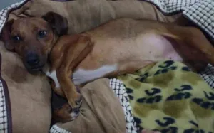 Cachorro raça Basset  idade 2 anos nome Salsicha