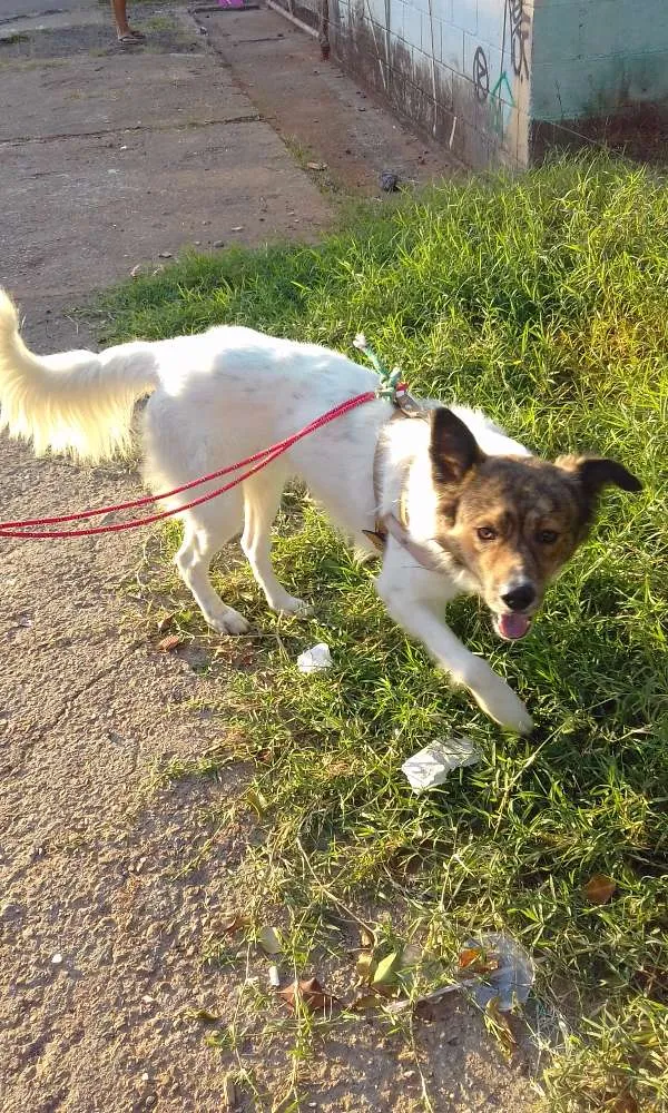 Cachorro ra a SRD idade 1 ano nome QUICO