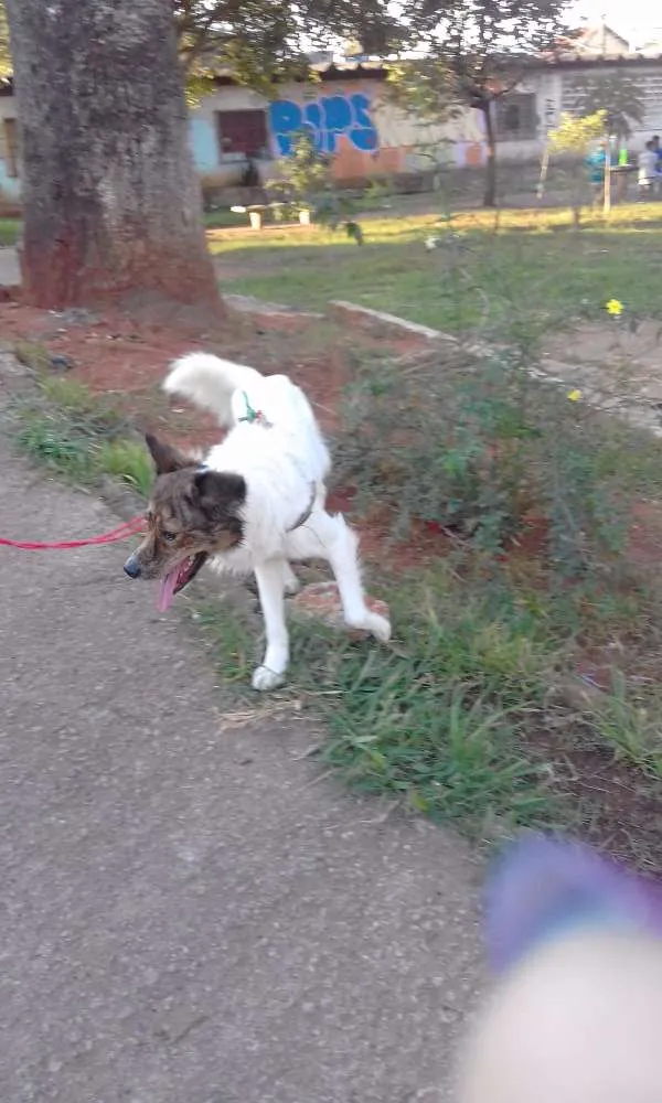 Cachorro ra a SRD idade 1 ano nome QUICO