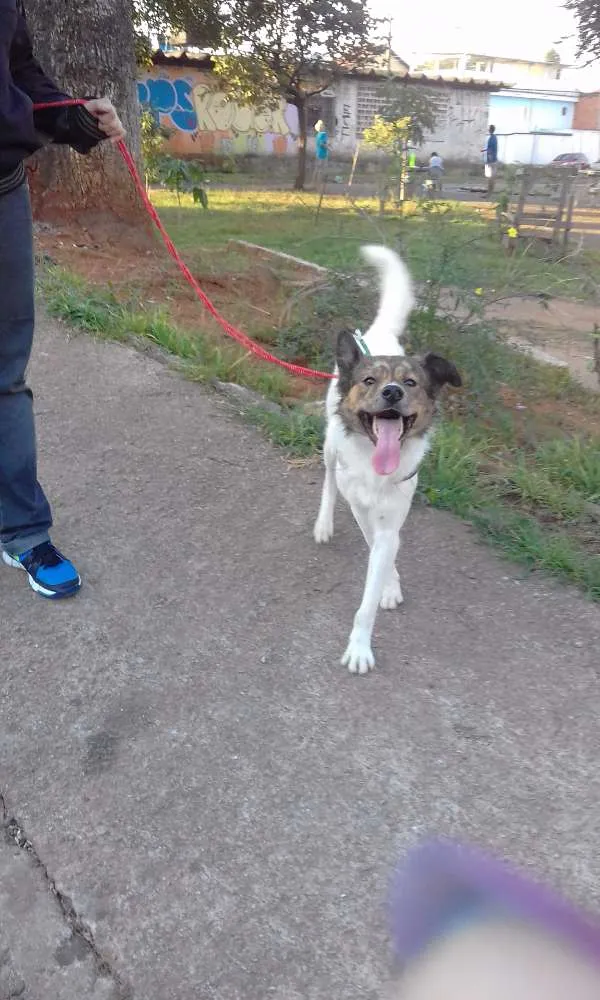 Cachorro ra a SRD idade 1 ano nome QUICO