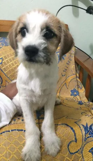 Cachorro raça Não sei idade 7 a 11 meses nome Não tem