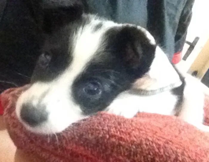 Cachorro ra a vira lata idade 2 a 6 meses nome Sem nome 