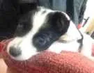 Cachorro raça vira lata idade 2 a 6 meses nome Sem nome 