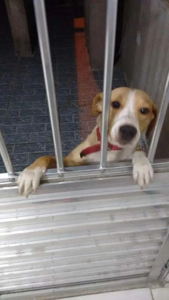 Cachorro ra a vira lata idade 1 ano nome tamires