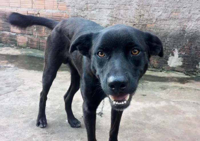 Cachorro raça Labrador com Pitbull idade 7 a 11 meses nome Hunter